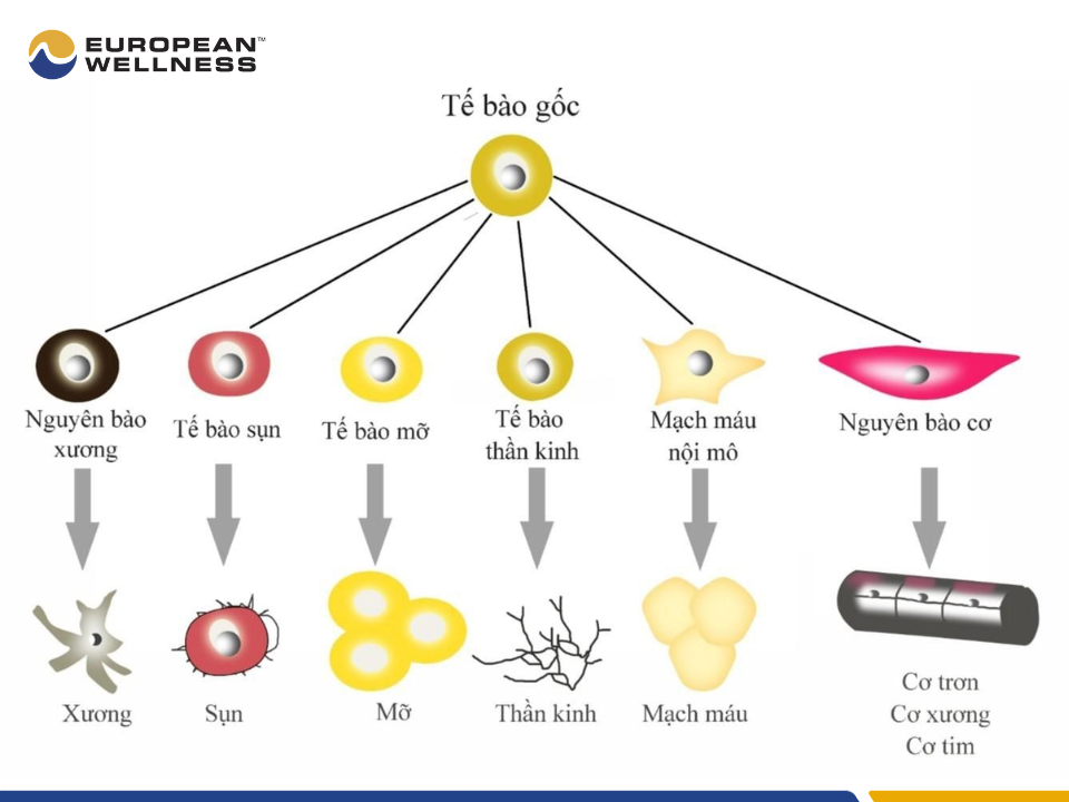 Các loại tế bào gốc dựa trên tiềm năng