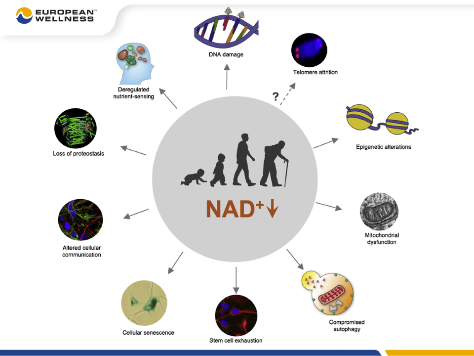 Vai trò của NAD+ trong cơ thể 