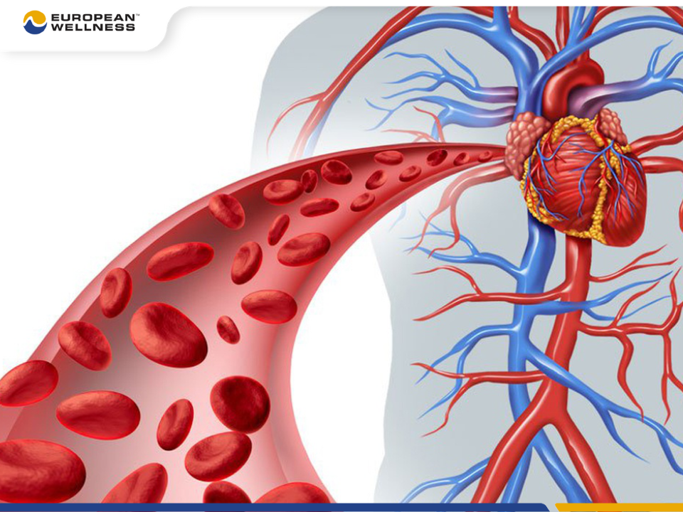Mạch máu có nhiệm vụ đưa máu cùng oxy và dinh dưỡng từ tim tới mọi cơ quan