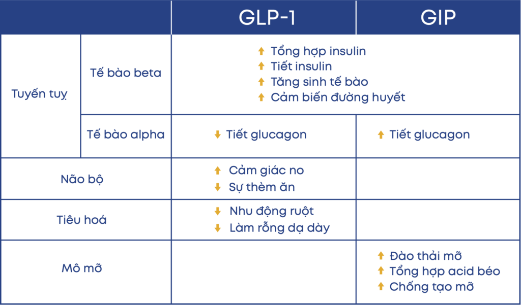 Cơ chế kiểm soát cân nặng của GLP-1 và GIP